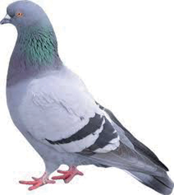 Pics anti pigeon - SPS filets
